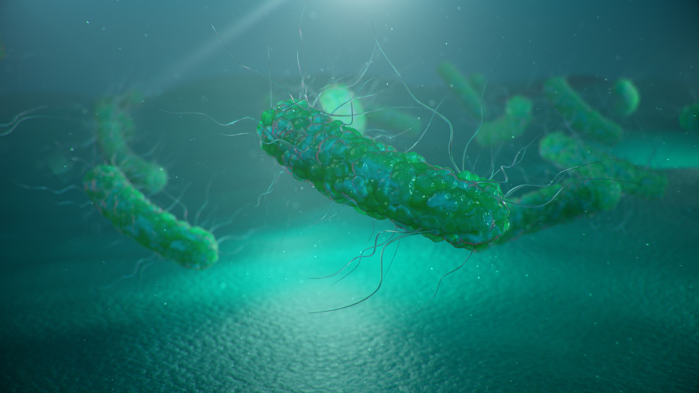 Stool transplantation for treatment of repeated Clostridioides difficile infection